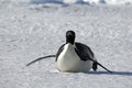 Penguin approaching Royalty Free Stock Photo