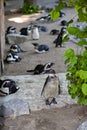 Penguin on the background of a group of penguins Royalty Free Stock Photo