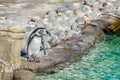 penguin basks in sun by the pool at zoo. Penguin resting on rocks near the pond. Selective focus Royalty Free Stock Photo