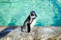 penguin basks in sun by the pool at zoo. Penguin resting on rocks near the pond. Selective focus Royalty Free Stock Photo