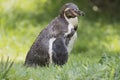 Penguin Royalty Free Stock Photo