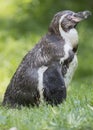Penguin Royalty Free Stock Photo