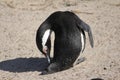 Contorsionist penguin on the sand Royalty Free Stock Photo