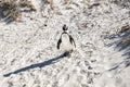 Penguin at the beach