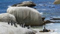 Penguin Beach, South Africa Royalty Free Stock Photo