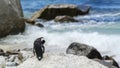 Penguin Beach, South Africa Royalty Free Stock Photo