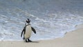 Penguin Beach, South Africa Royalty Free Stock Photo