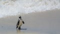 Penguin Beach, South Africa Royalty Free Stock Photo