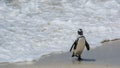 Penguin Beach, South Africa Royalty Free Stock Photo