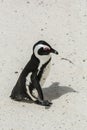 Penguin Beach, South Africa