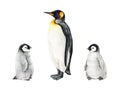 Penguin bird with a cute little baby set. Watercolor illustration. Hand drawn baby penguins with a parent. Antarctica