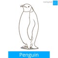 Penguin bird learn birds coloring book vector