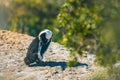 Penguin bird perched atop a grassy landscape in front of a collection of shrubbery and bushes