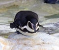 Penguin bird-point not flying vertebrate humboldt