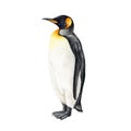 Penguin bird watercolor illustration. Hand drawn realistic beautiful emperor penguin. Wildlife Antarctica nature avian