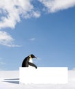 Penguin with blank sign Royalty Free Stock Photo