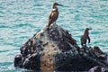 Penguin, blue-footed booby bird and black grabs on lava rock in the ocean