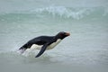 Penguin in the blue waves. Rockhopper penguin, water bird jumps out of the blue water while swimming through the ocean in Falkland Royalty Free Stock Photo