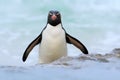 Penguin in the blue waves. Rockhopper penguin, water bird jumps out of the blue water while swimming through the ocean in Falkland Royalty Free Stock Photo