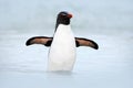 Penguin in the blue waves. Rockhopper penguin, water bird jumps out of the blue water while swimming through the ocean in Falkland Royalty Free Stock Photo