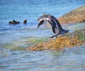 Penguin Bolder colony