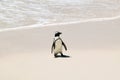 Penguin at Boulders Beach, outside of Cape Town, South Africa