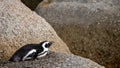 Penguin at Boulders Beach in Simonstown, Cape Town in South Africa. Beach is home to a colony of Afr Royalty Free Stock Photo