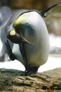 Penguin Bow Royalty Free Stock Photo