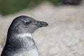 Penguin cape town africa