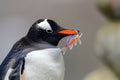 A penguin carrying a colorful fish in its beak, A penguin with a colorful fish in its beak Royalty Free Stock Photo