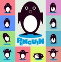 Penguin character on a color background