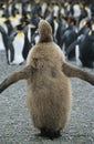 Penguin chick adults in background Royalty Free Stock Photo