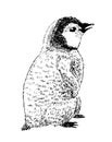 Penguin chick, hand drawn sketch. Vector illustration