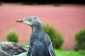 Penguin chick in left profile Royalty Free Stock Photo