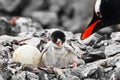 Penguin chick and mother Royalty Free Stock Photo
