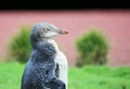 Penguin chick in right profile Royalty Free Stock Photo