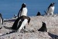 Chick of Gentoo penguin - Pygoscelis papua - begging for food in nest on rocks in front of Southern Ocean, Cuverville, Antarctica Royalty Free Stock Photo