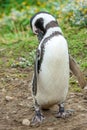 Penguin in Chile Royalty Free Stock Photo
