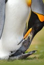 Penguin cleaning plumage. King penguin, Aptenodytes patagonicus sitting in grass with tilted head, Falkland Islands. Bird with blu