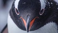 Penguin Close Up Focused Eyes in Stunning Detail