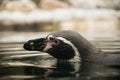 Penguin close up