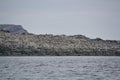 Penguin colonies resting on Antarctic rocky shorelines