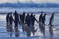 Penguin colony, Antarctica wildlife. Group of king penguins coming back from sea to beach with wave and blue sky in background,