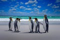 Penguin colony, Antarctica wildlife. Group of king penguins coming back from sea to beach with wave and blue sky in background,