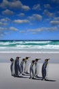 Penguin colony, Antarctica wildlife. Group of king penguins coming back from sea to beach with wave and blue sky in background,