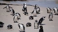 Penguin colony blackfooted in South Africa boulders beach natural habitat tourist attraction Royalty Free Stock Photo