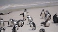 Penguin colony blackfooted in South Africa boulders beach natural habitat tourist attraction Royalty Free Stock Photo