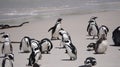 Penguin colony blackfooted in South Africa boulders beach natural habitat tourist attraction Royalty Free Stock Photo