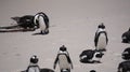 Penguin colony blackfooted in South Africa boulders beach natural habitat tourist attraction Royalty Free Stock Photo