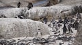 Penguin colony blackfooted in South Africa boulders beach natural habitat tourist attraction Royalty Free Stock Photo